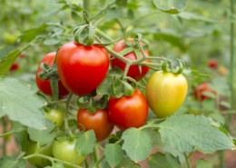 uprawa pomidorów; zastosowanie nawozu AgroSulCa