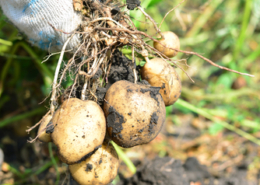 uprawa ziemniaka z nawozem AgroSulCa